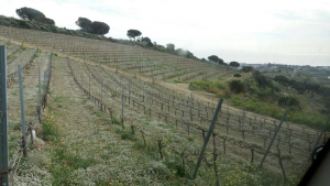 Visita a les caves Alta Alella